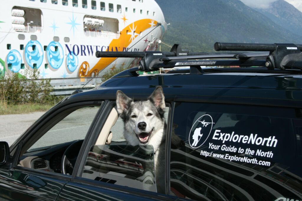 My wolf-husky Kayla in Skagway