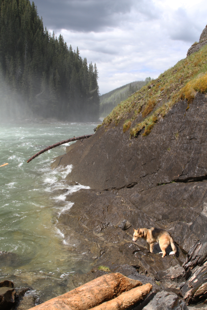 Adventure-dog Jewel at Kinuseo Falls - Tumbler Ridge, BC