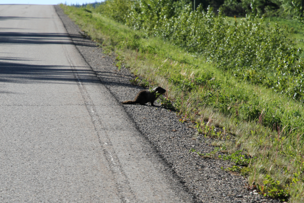 A marmot along Highway 52 near Tumbler Ridge