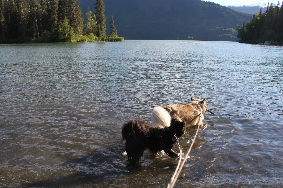 Dogs playing in the water at Meziadin Lake Provincial Park, BC