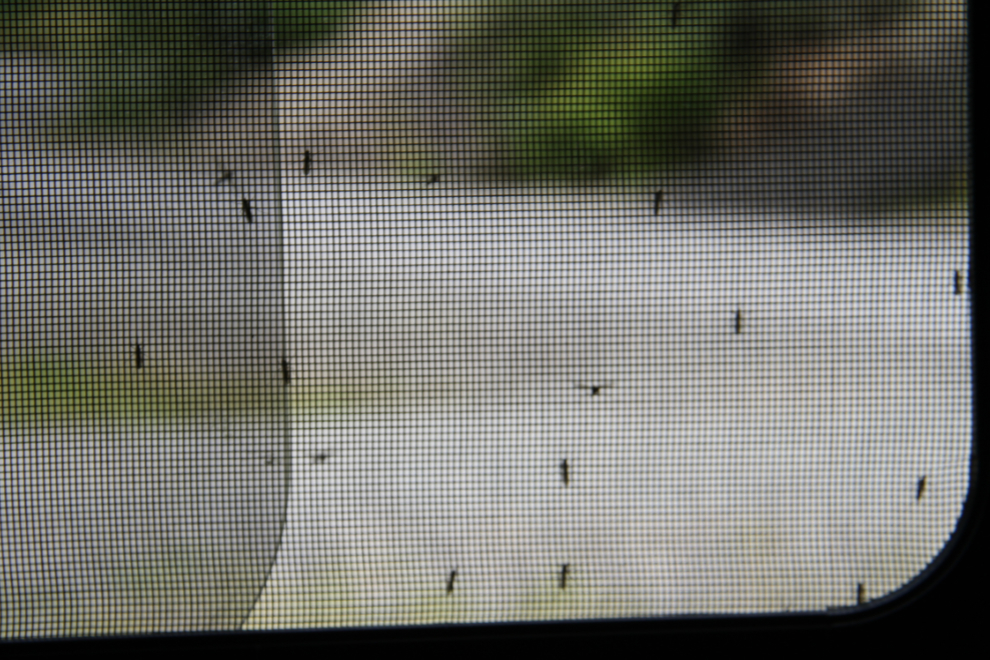 Mosquitoes at Meziadin Lake Provincial Park, BC