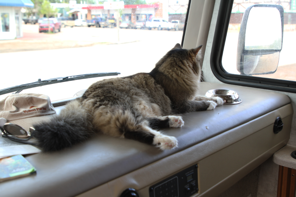 Dinner in the RV for my cat, Molly