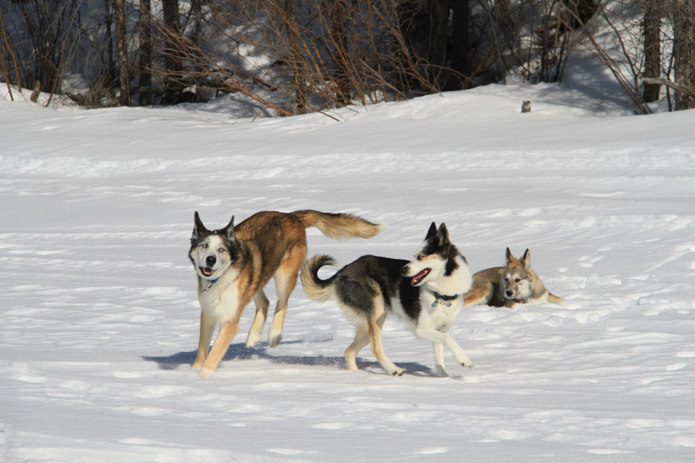 Huskies Monty, Halo, and Bella playing in the snow in the Yukon