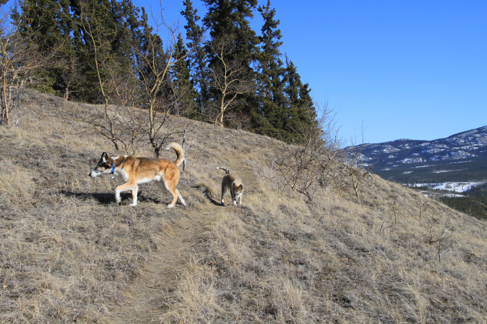 Huskies Monty and Bella playing above the Yukon River