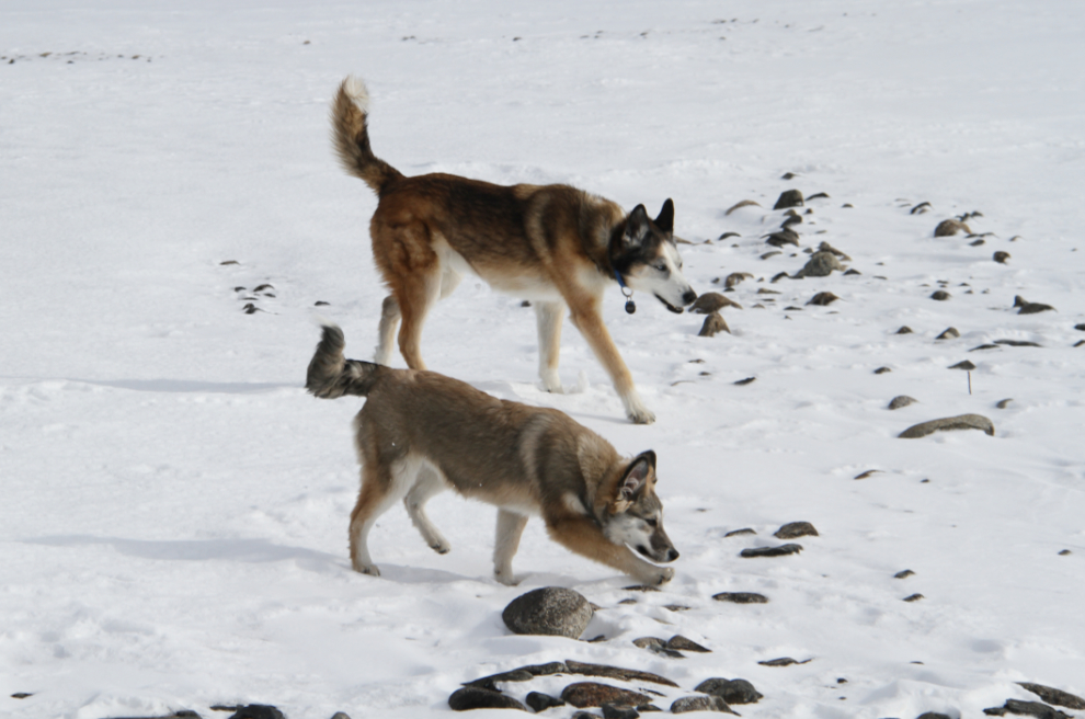 Huskies Bella and Monty playing on frozen Tutshi Lake, BC