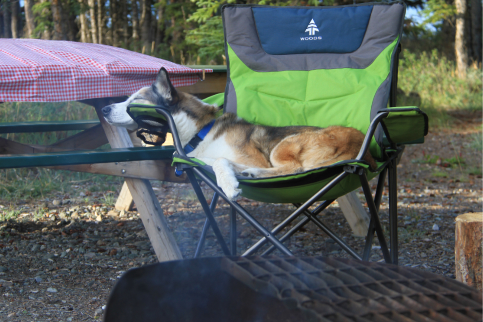 Husky in his camp chair in front of a fire