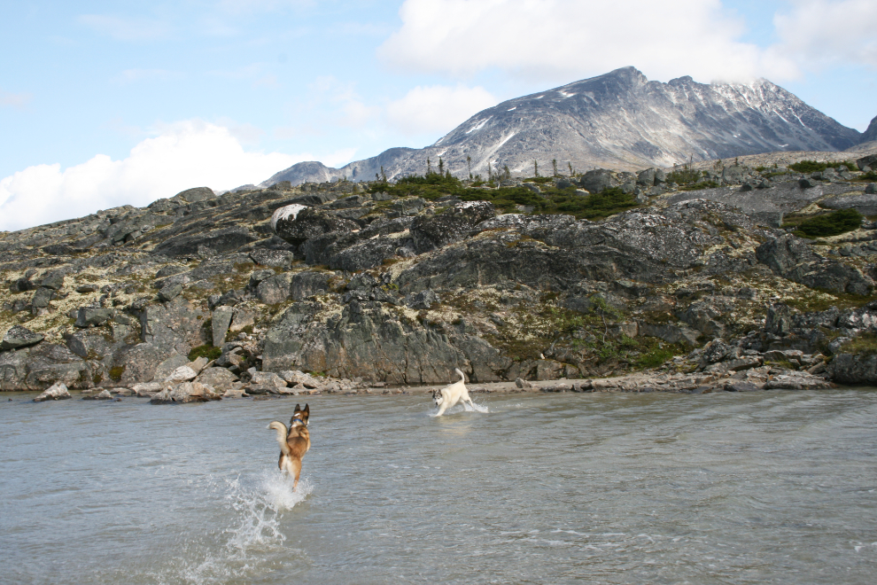 Dogs playing in the water at Summit Lake in the White Pass
