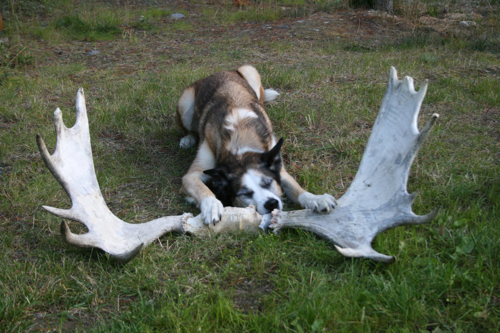 My husky Monty chewing on huge moose antlers.