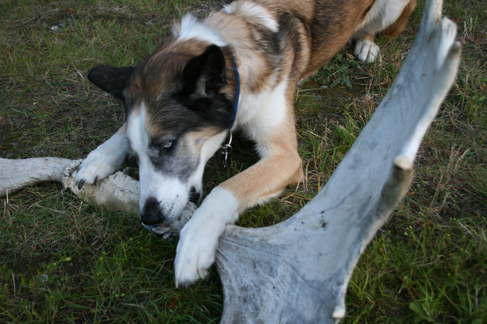 My husky Monty chewing on huge moose antlers.