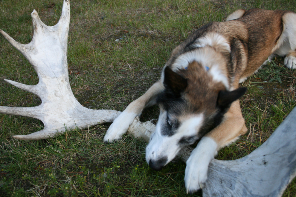 My husky Monty chewing on huge moose antlers.