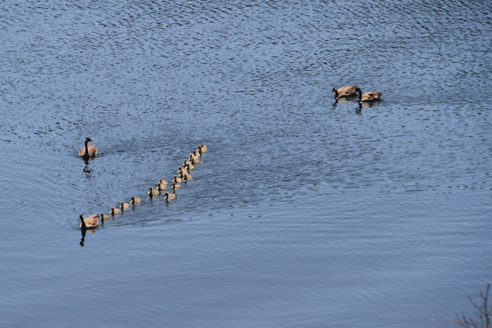 Canada geese at Neck Point Park in Nanaimo, BC