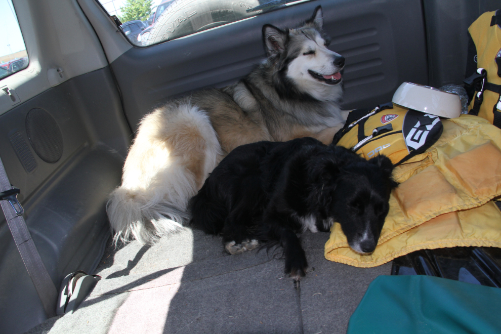 Dogs asleep in the back of the car