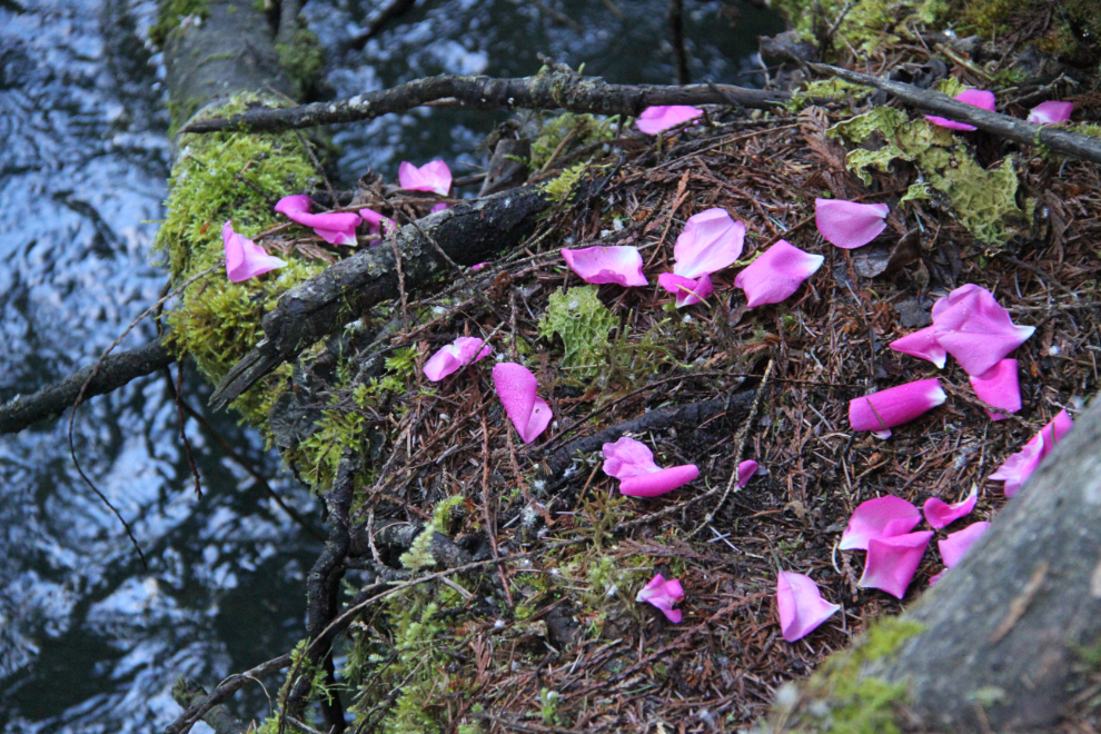 Rose petals at Vetter Falls (Ts'itksim Aks), Nisga'a Memorial Lava Bed Provincial Park