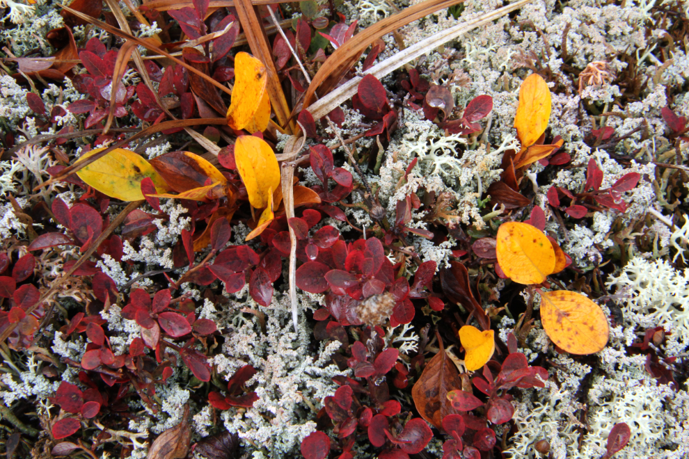 Tundra plants in the Fall