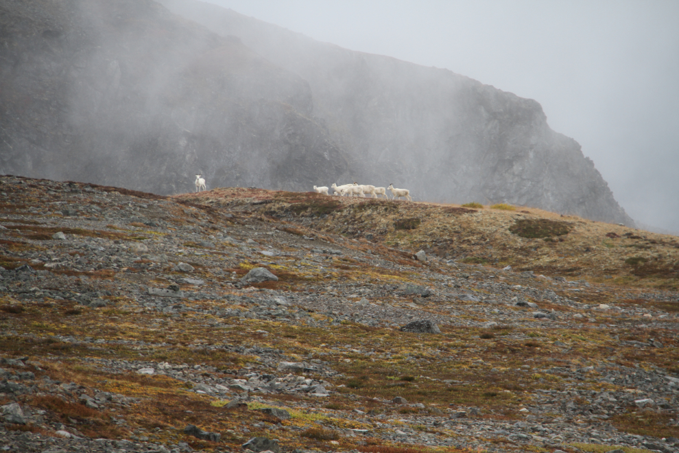 Dall sheep (Ovis dalli) near Paddy Peak, BC