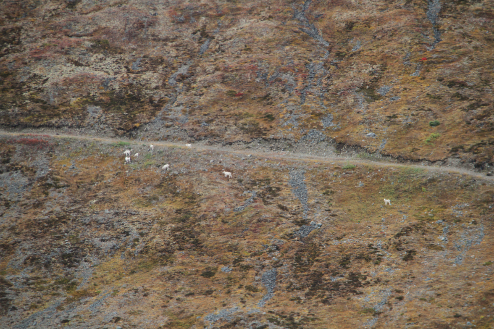 Dall sheep below Paddy Peak