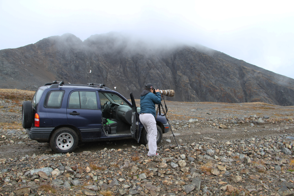 Linda Quon photographing Dall sheep in northern BC