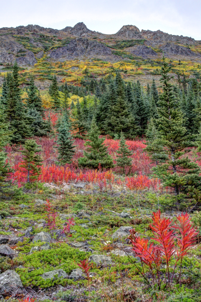 Fall colours in northern BC