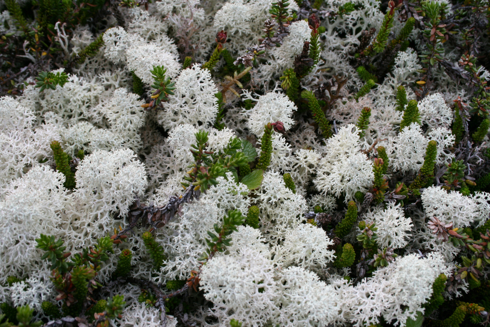 Reindeer moss in the White Pass
