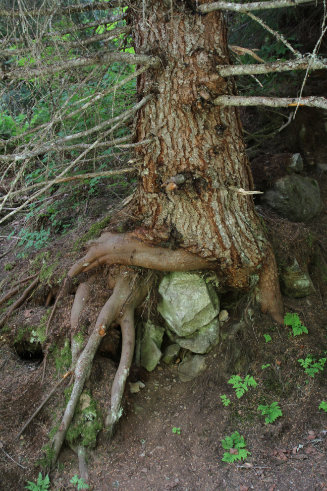 Tree growing on rocks at Twin Falls Recreation Site at Smithers