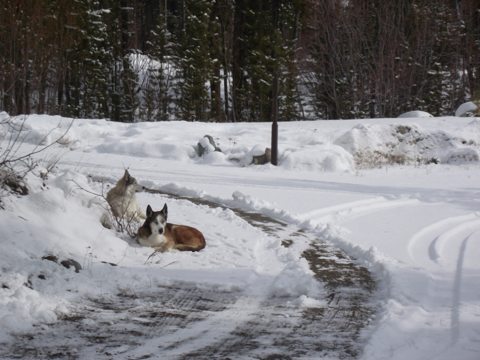 My huskies enjoying fresh snow in April