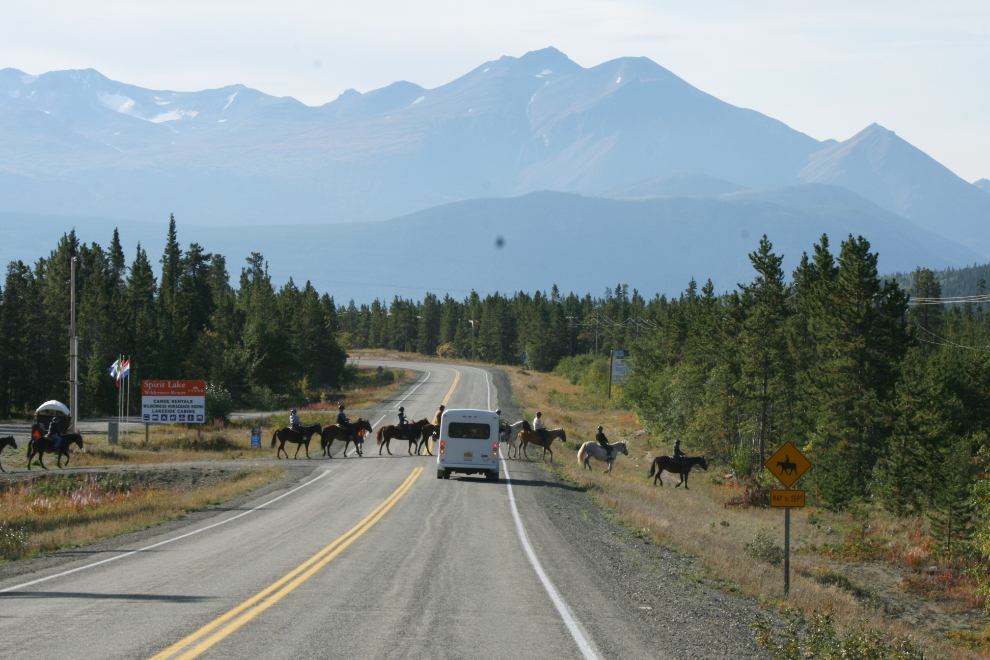 Spirit Lake Lodge's trail ride horses crossing the South Klondike Highway