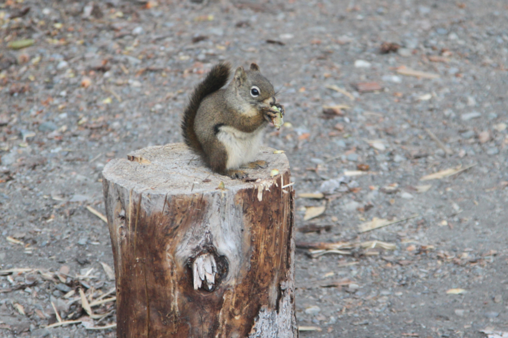 Squirrel at Congdon Creek Campground