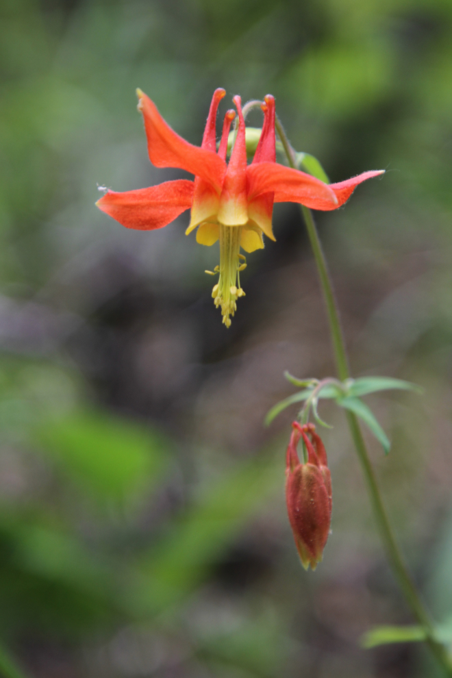 Flower along the Stone Corral Trail - Tumbler Ridge, BC