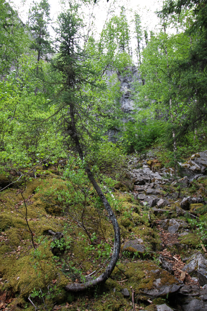 The Stone Corral Trail - Tumbler Ridge, BC