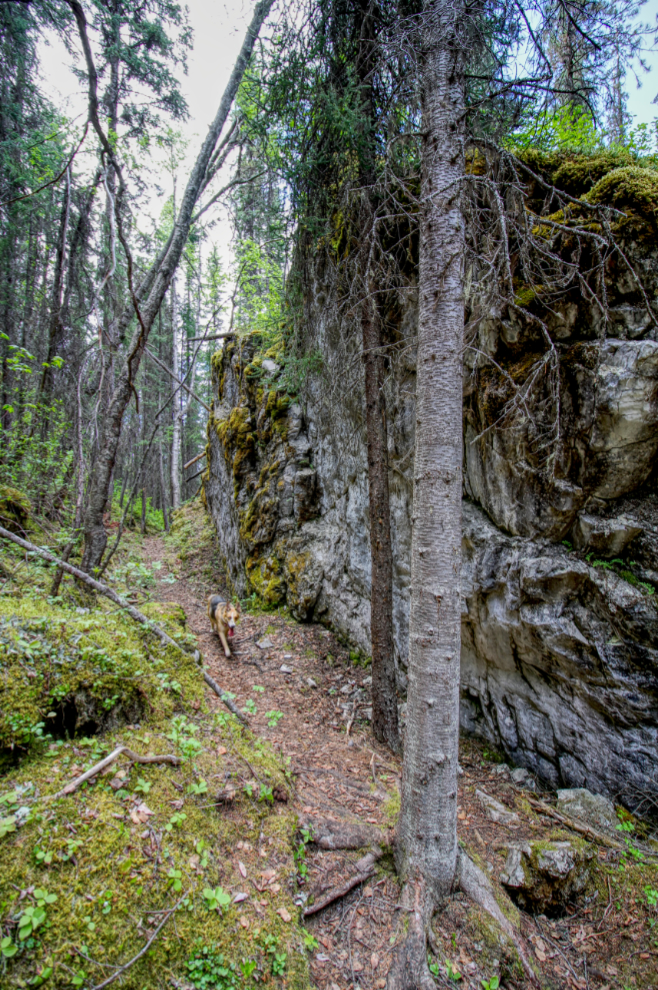 Limestone cliff along the Stone Corral Trail - Tumbler Ridge, BC