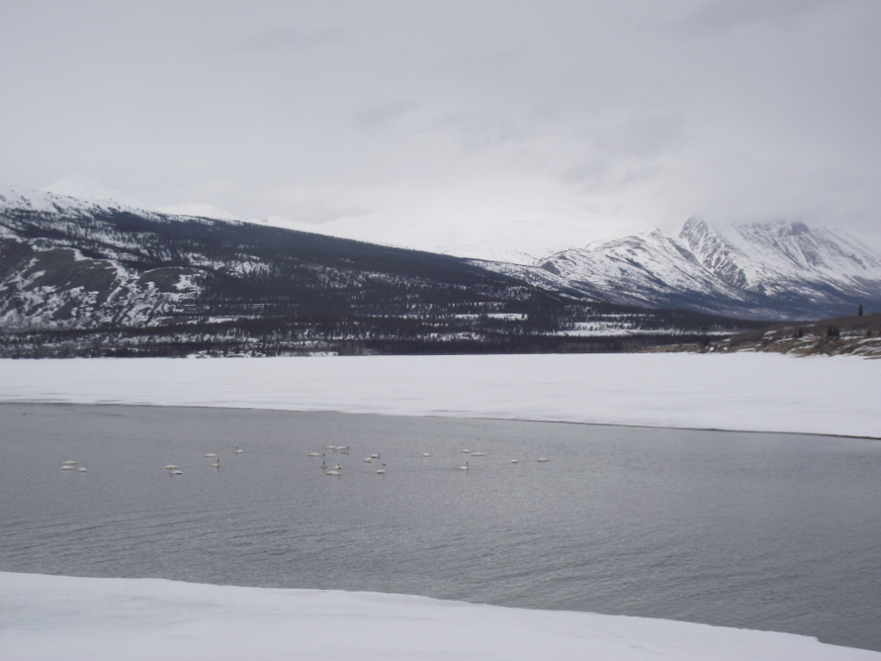 Swans on Lake Bennett at Carcross, Yukon, in early April