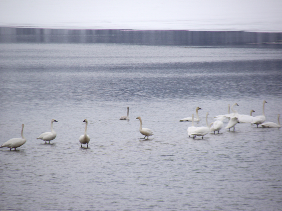 Swans at Carcross, Yukon, in early April