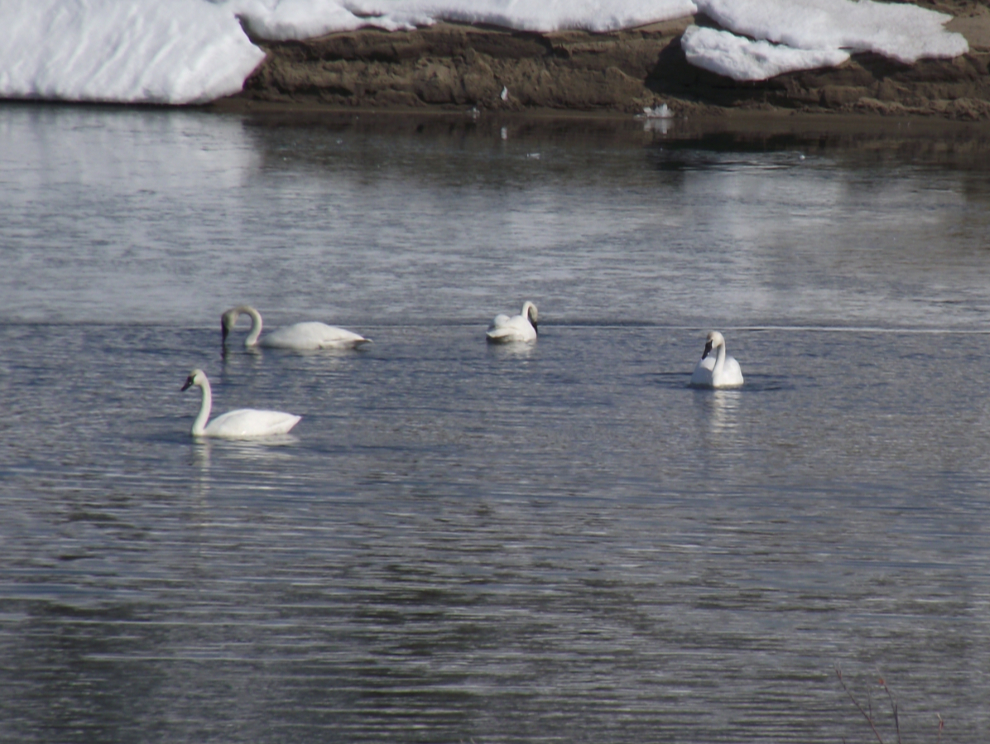 Swans at Carcross, Yukon