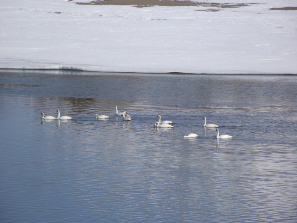  Swans at Carcross, Yukon