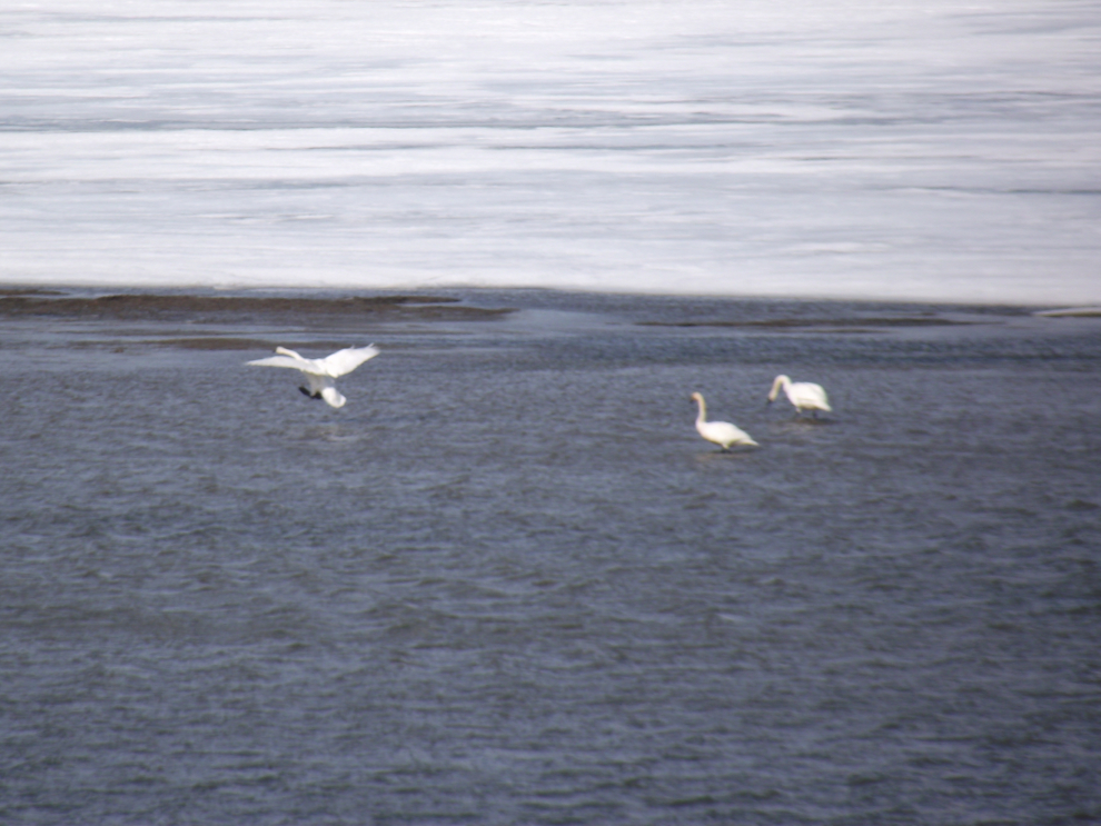 Swans at Carcross, Yukon