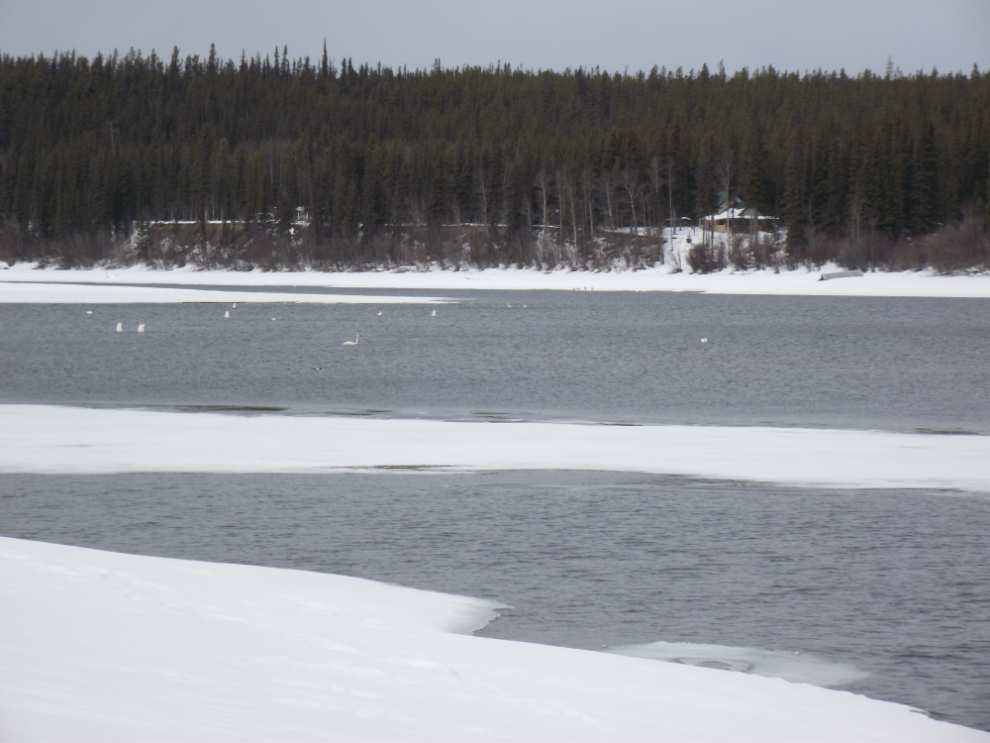 Swans on the Teslin River, Yukon