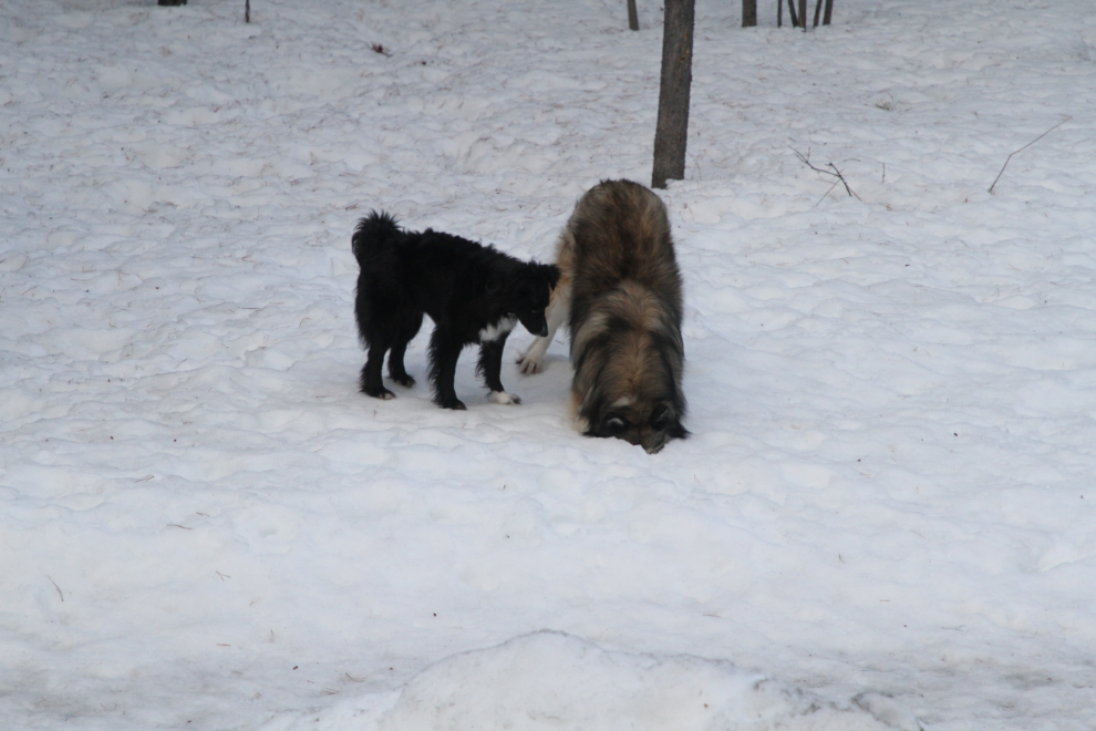 Murray's dogs Tucker and Bella