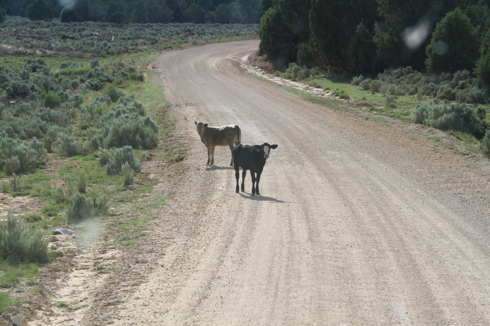 Ranch road in southern Utah
