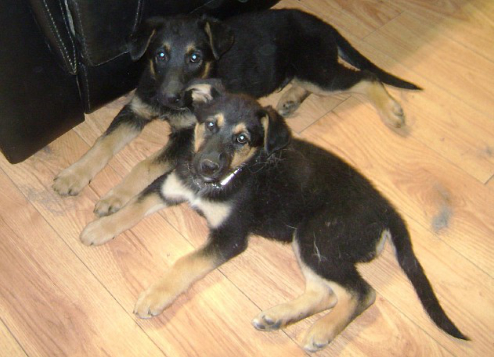 Yukon rescue puppies