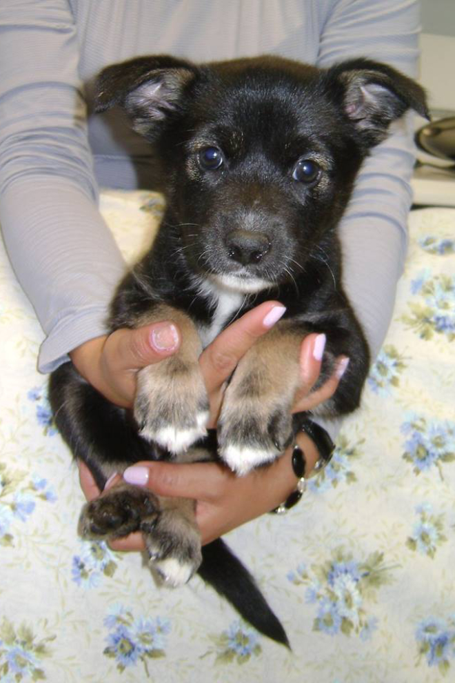 Yukon rescue puppy Aggie