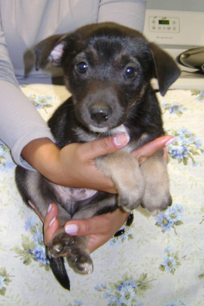 Yukon rescue puppy Peewee
