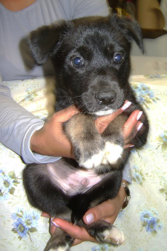 Yukon rescue puppy Scout