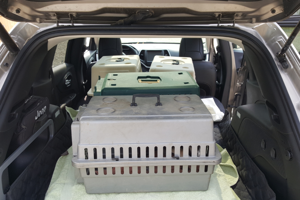 Four rescue puppy crates in the Jeep