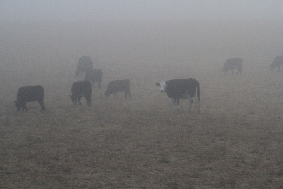 Fog and cows in BC
