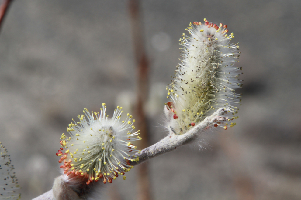Buds on a willow tree
