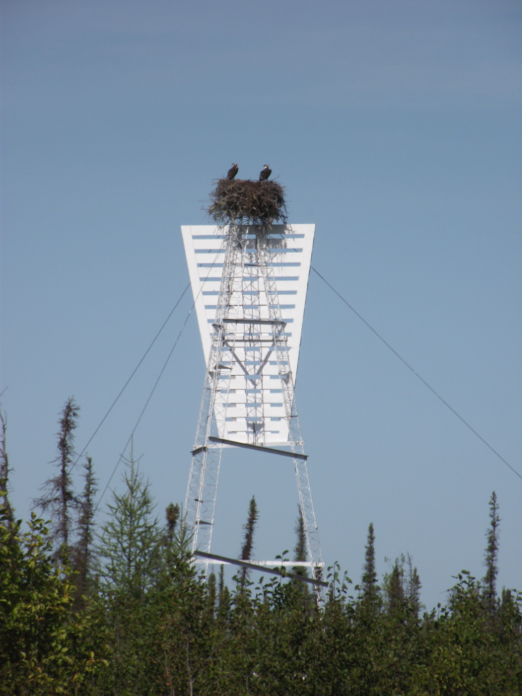 Osprey nest along the Mackenzie River, NWT