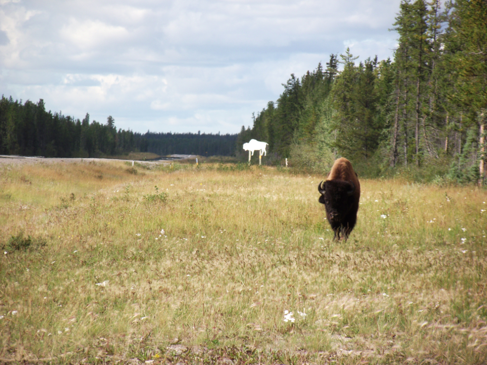 Bison beside NWT Highway 3, the Yellowknife Highway