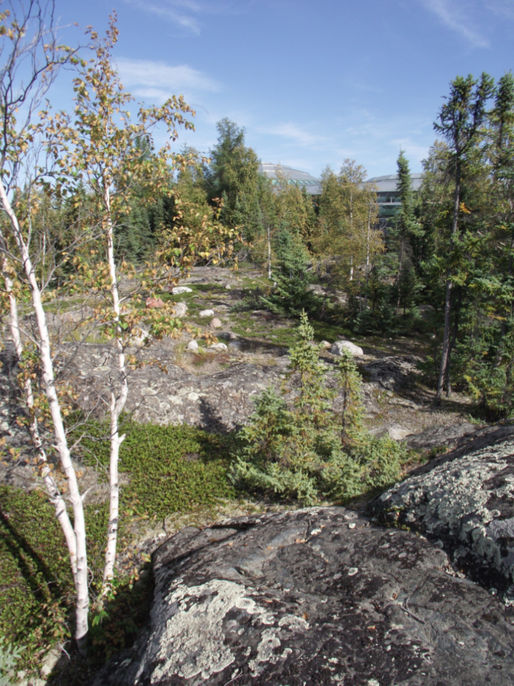 As little vegetation as possible was disturbed when the NWT Legislative Assembly building was constructed.