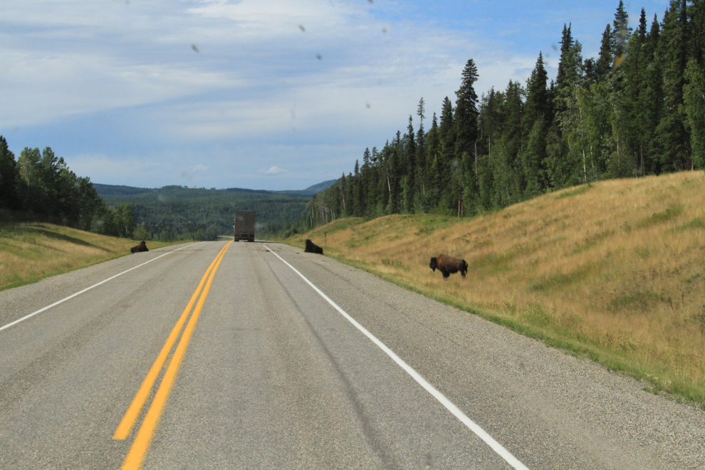 Bison along the Alaska Highway