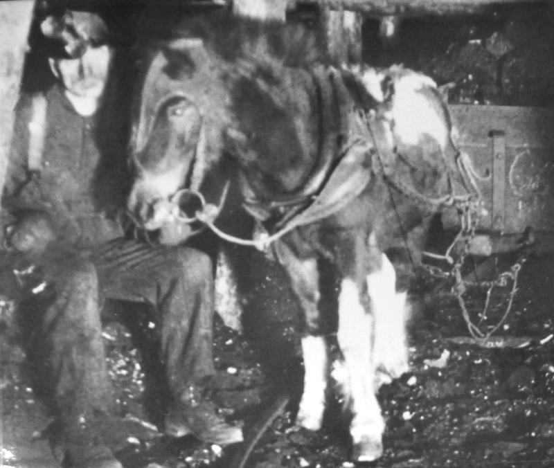 Pony at work underground in the Atlas Coal Mine, Alberta